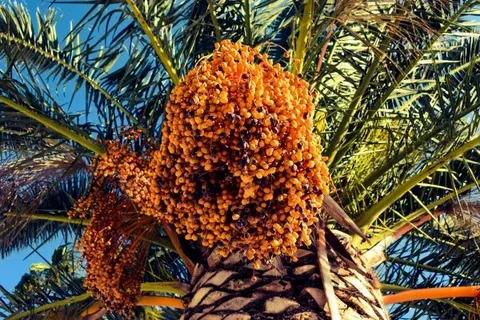 تصویر 4 از قیمت خرید خرما پیارم پارسان عمده به صرفه و ارزان